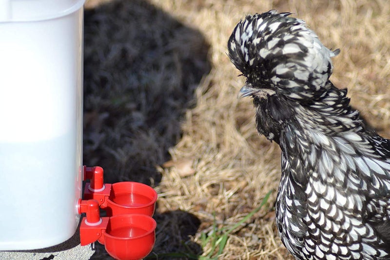 RentACoop Chicken Water Cup Waterer Kit for Poultry - Pack of 6 + One Extra for Free (Total of 7) - Image 5